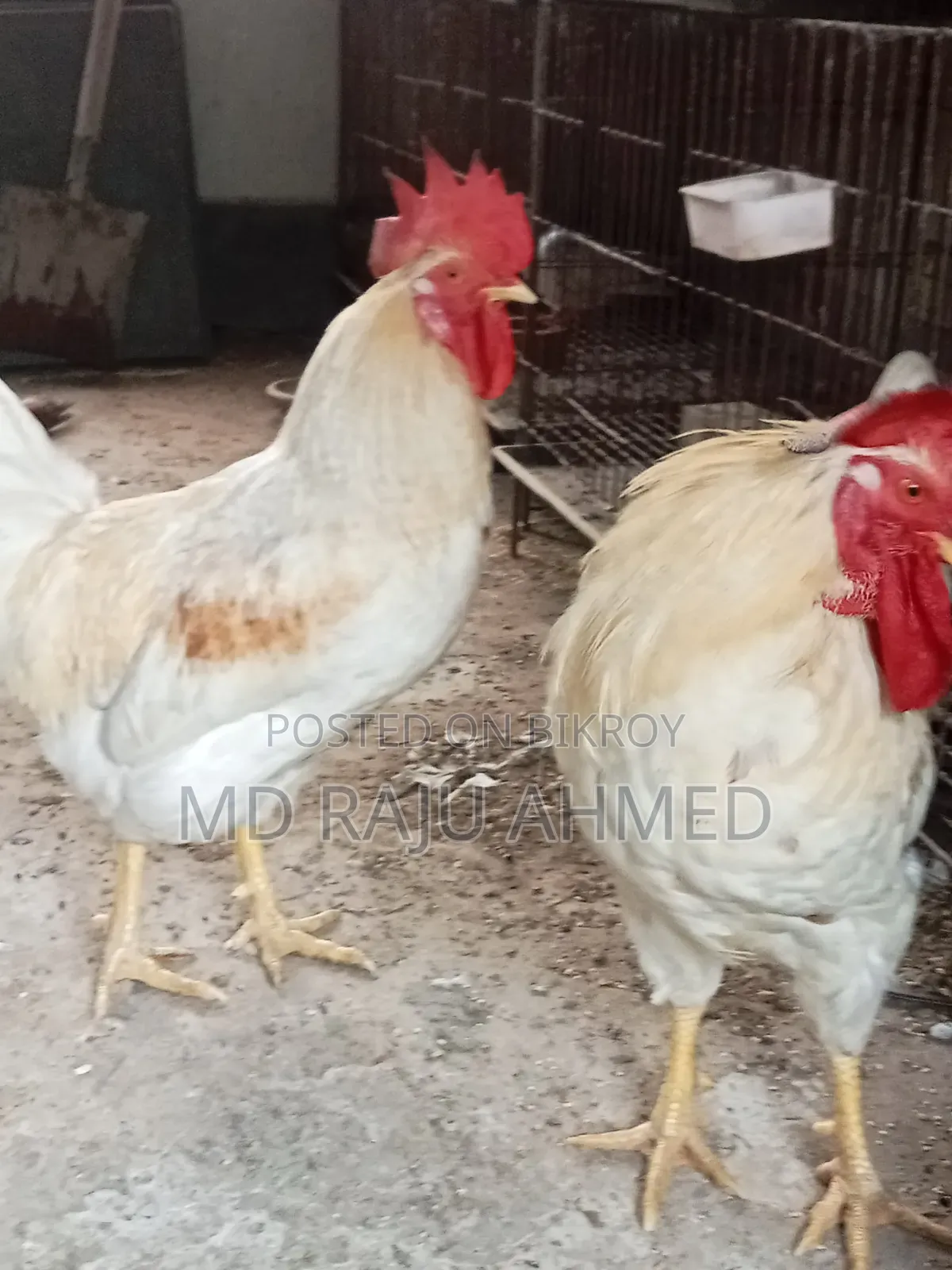 Tiger Chicken