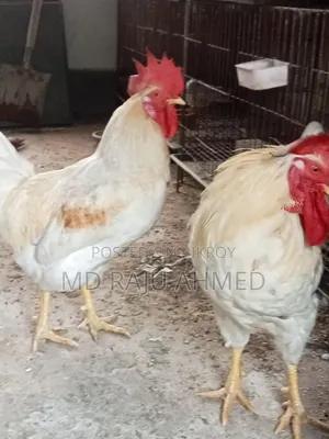 Tiger Chicken