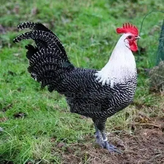 Fawmi Chicken