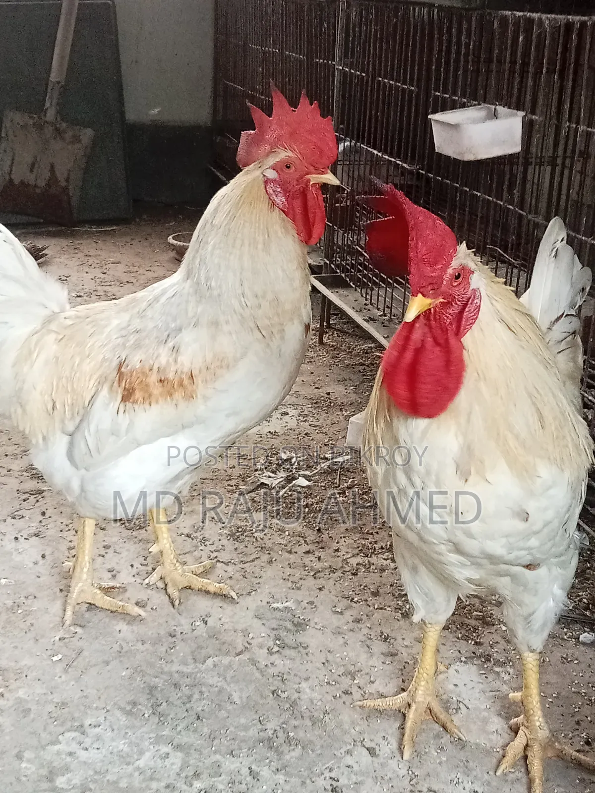 Tiger Chicken