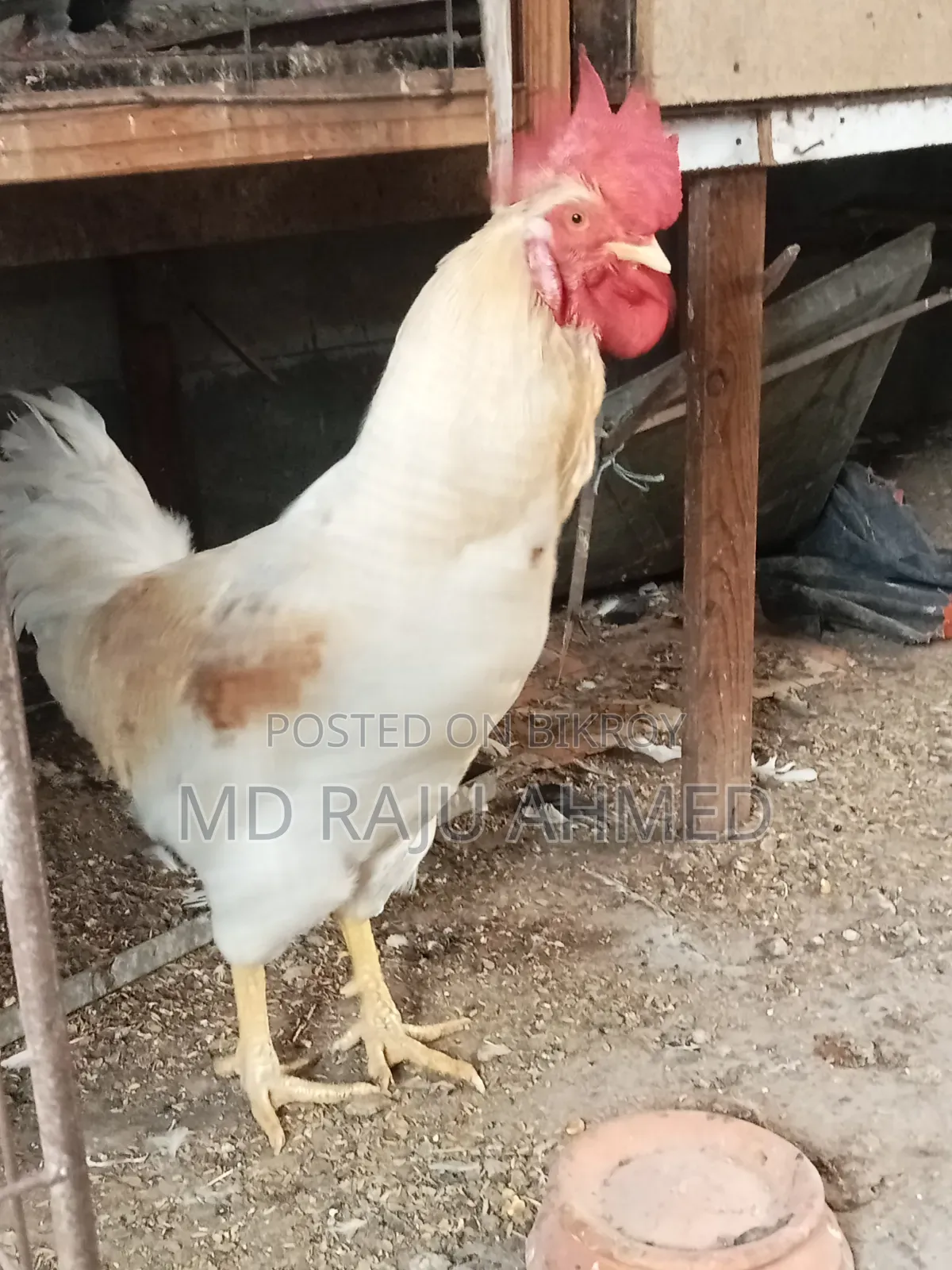 Tiger Chicken