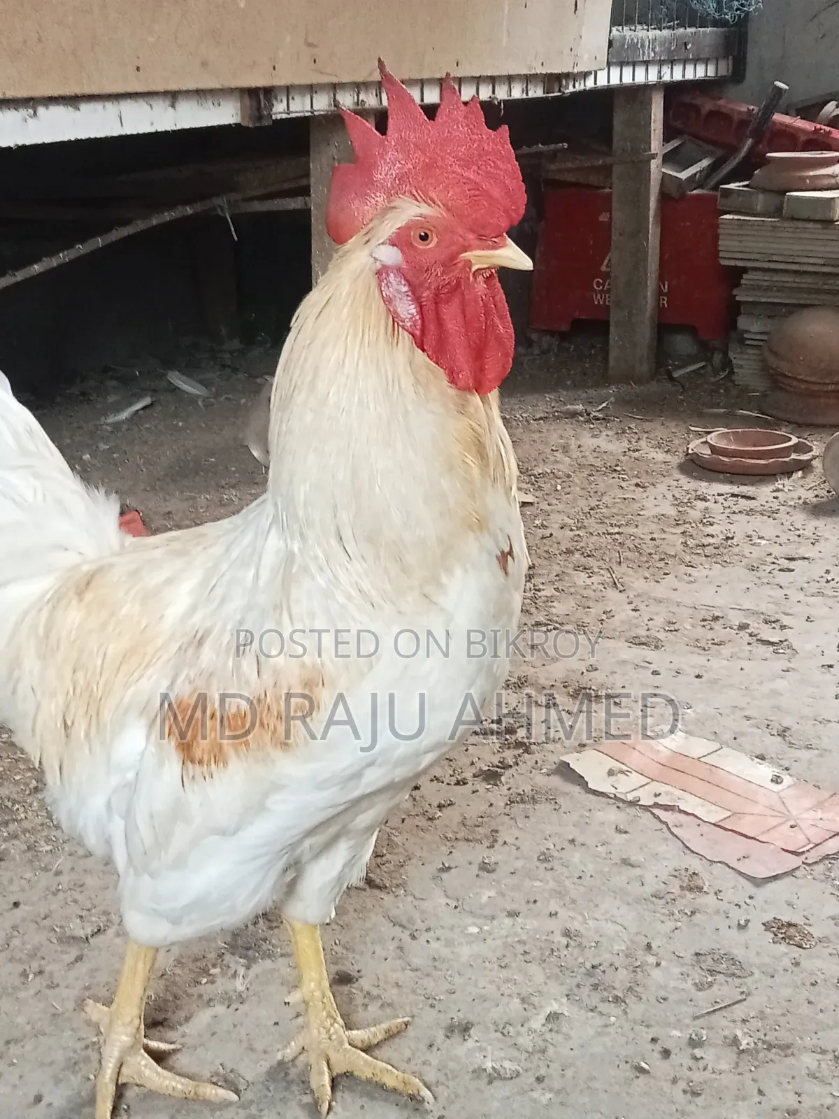 Tiger Chicken