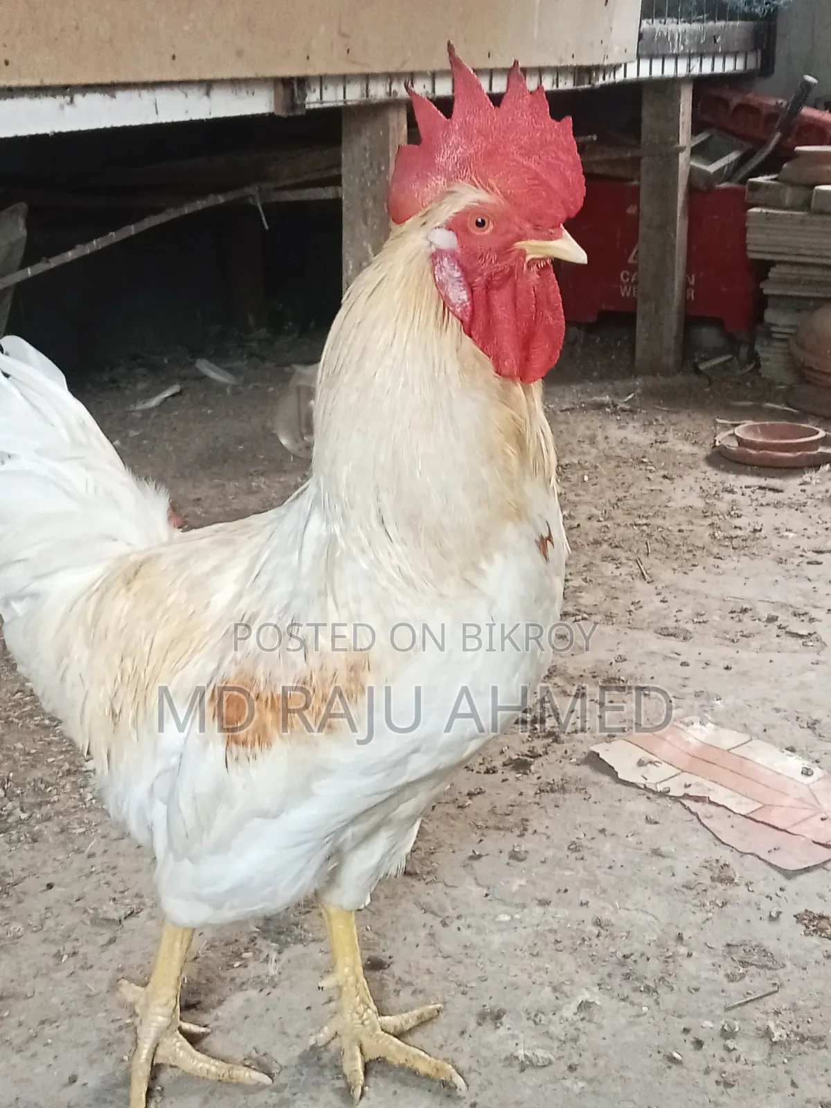 Tiger Chicken