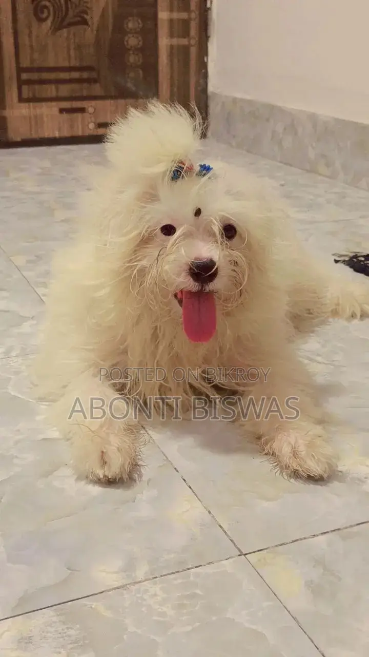 3-6 months Male Purebred Maltese