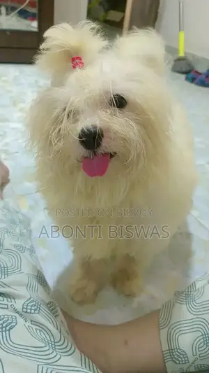 3-6 months Male Purebred Maltese