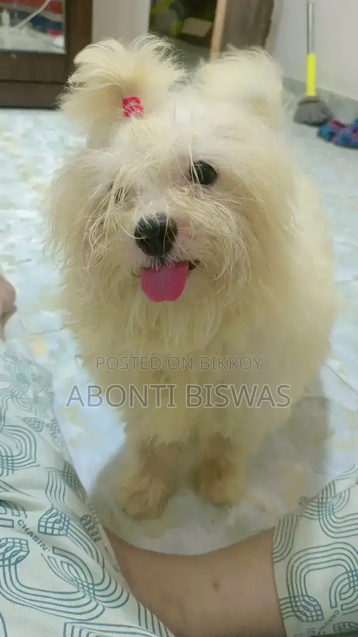 3-6 months Male Purebred Maltese