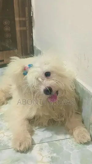 3-6 months Male Purebred Maltese