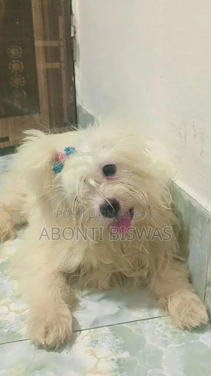 3-6 months Male Purebred Maltese