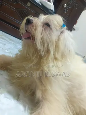 3-6 months Male Purebred Maltese
