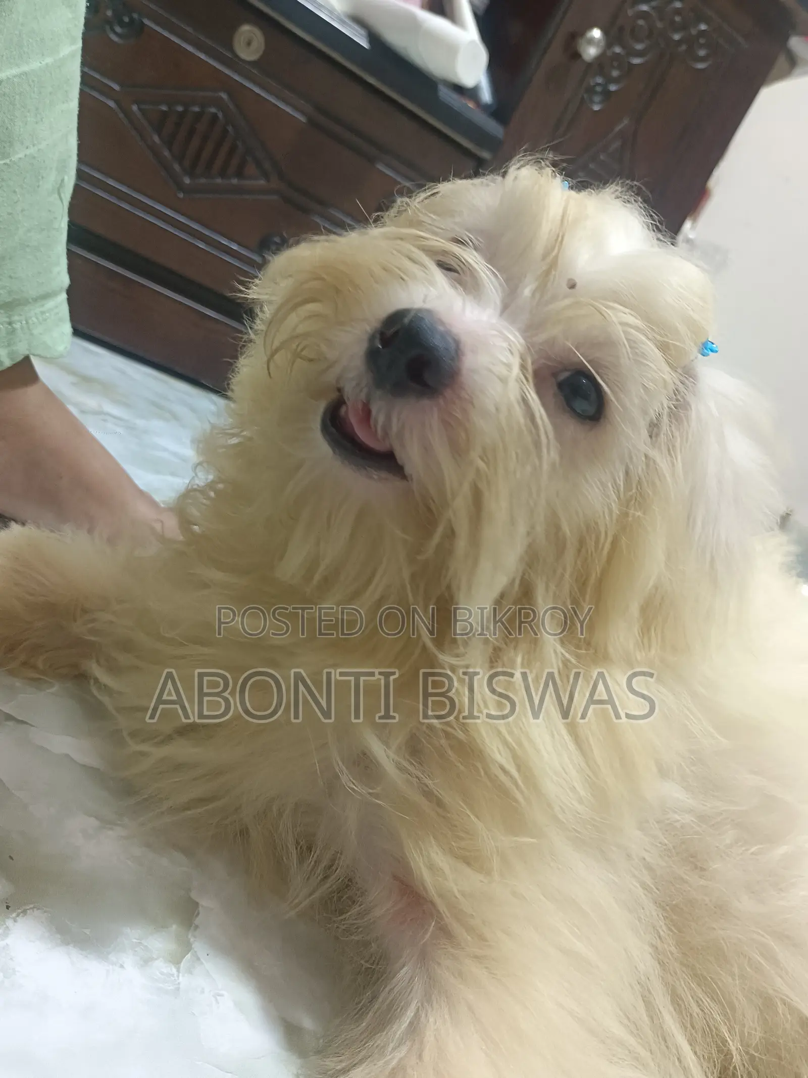 3-6 months Male Purebred Maltese