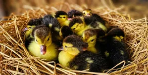 Muscovy Ducklings