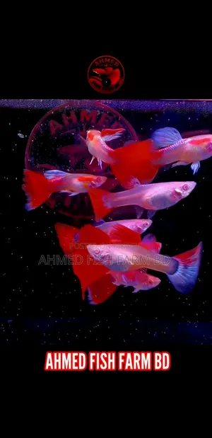 Premium Red Topaz Guppy Fish – Pure Blood Line | Breeding Ready