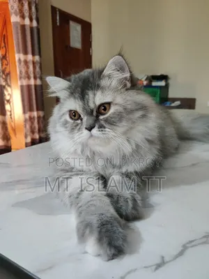 1+ year Female Purebred Cat
