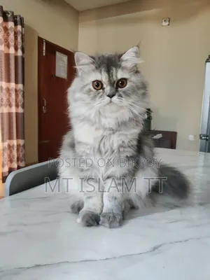 1+ year Female Purebred Cat