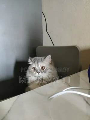 1+ year Female Purebred Cat