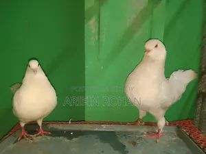 Show King Running Pair
