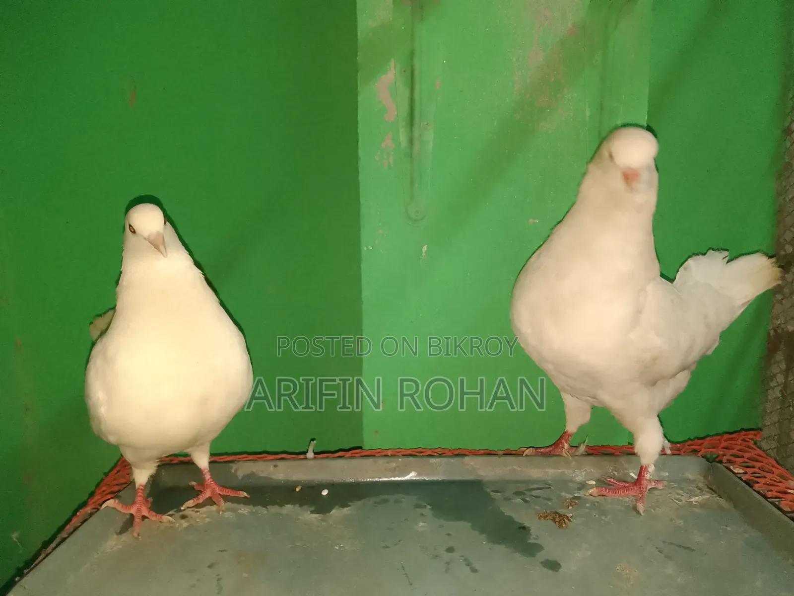 শো কিং রানিং পেয়ার