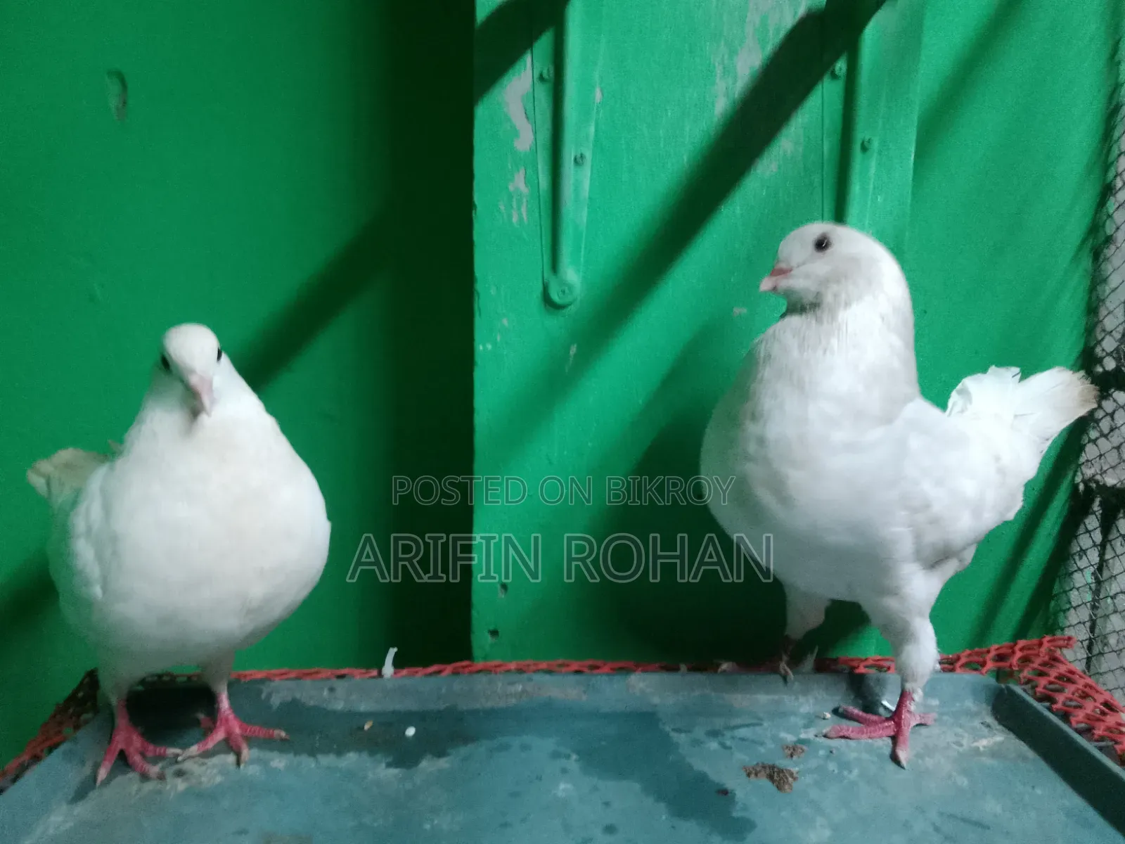 শো কিং রানিং পেয়ার