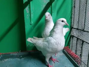 শো কিং রানিং পেয়ার