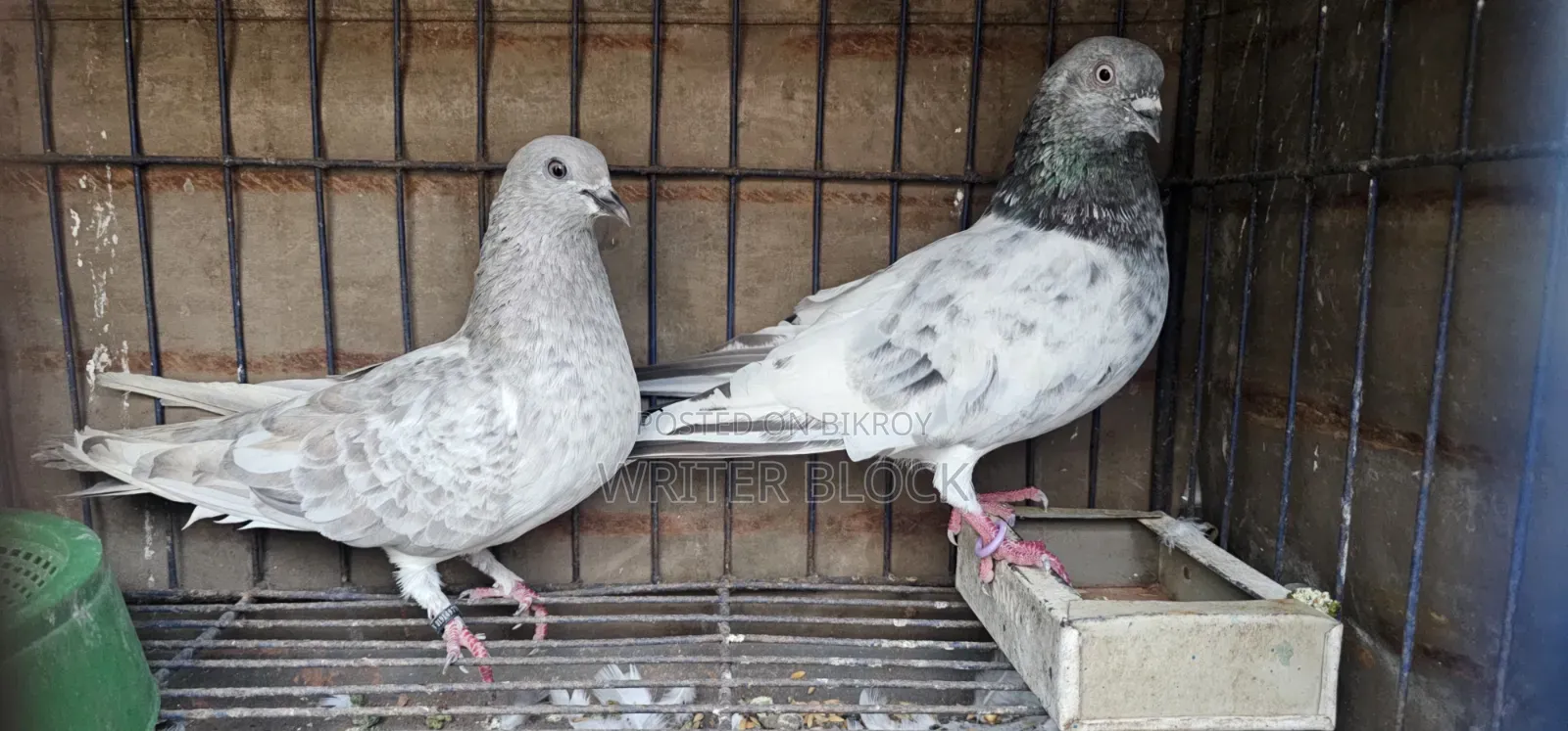 Infertile Pair