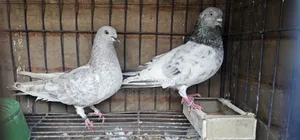 Infertile Pair