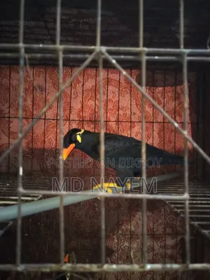 পাহাড়ি ময়না