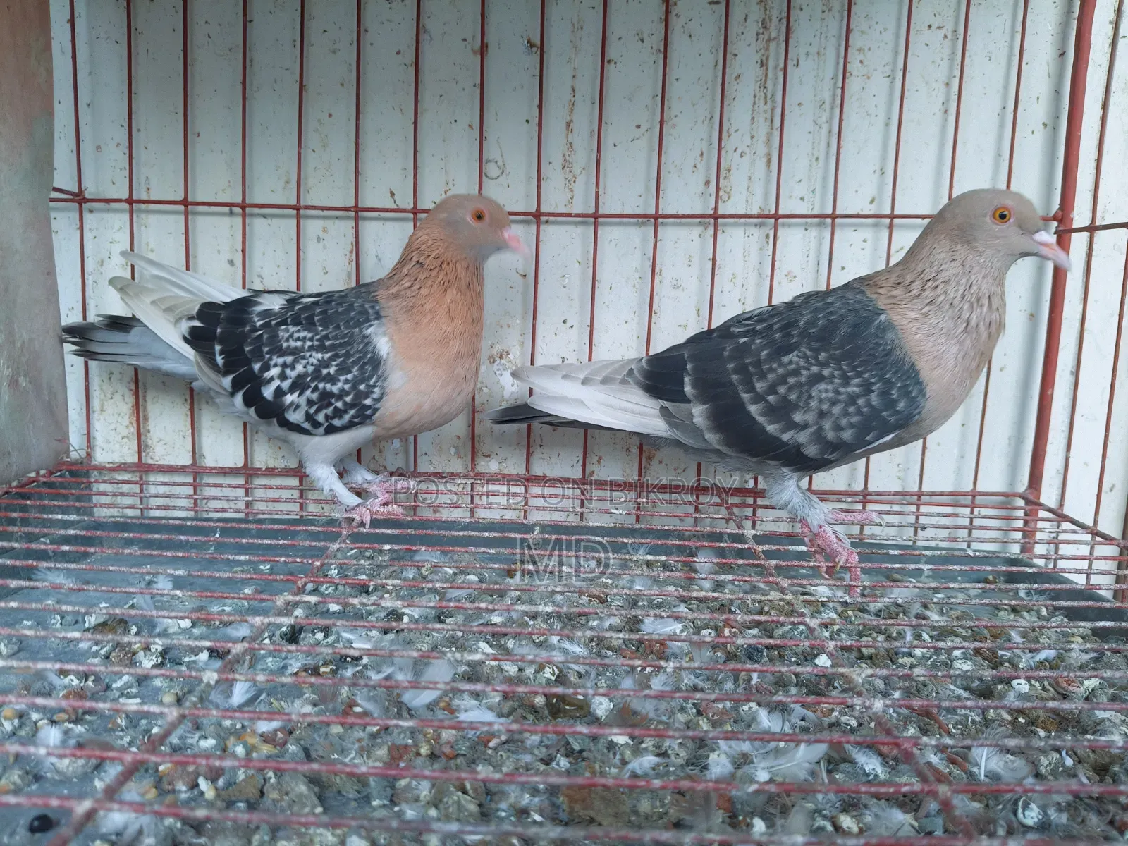 Nuremberg Lark Running Pair