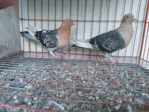 Nuremberg Lark Running Pair