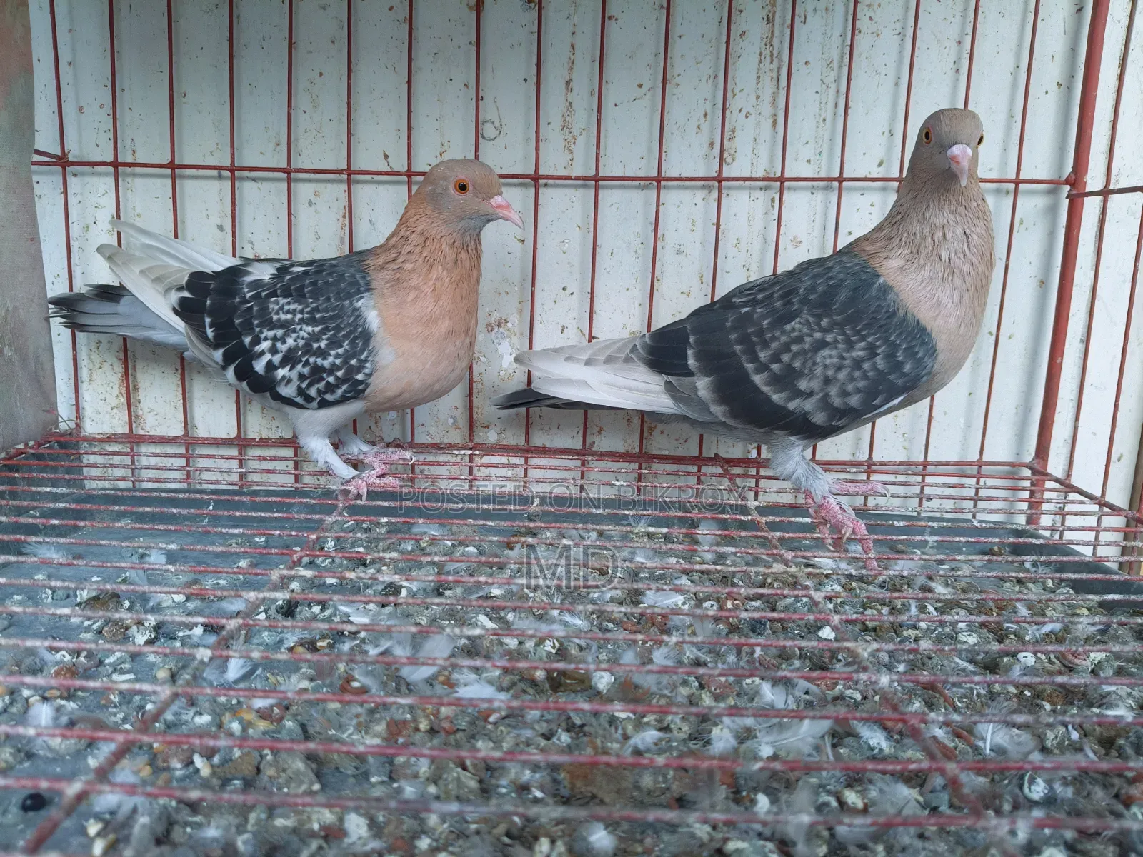 Nuremberg Lark Running Pair