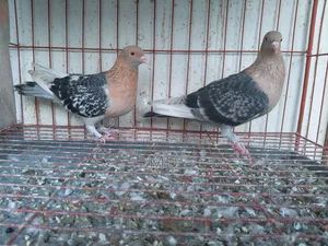 Nuremberg Lark Running Pair