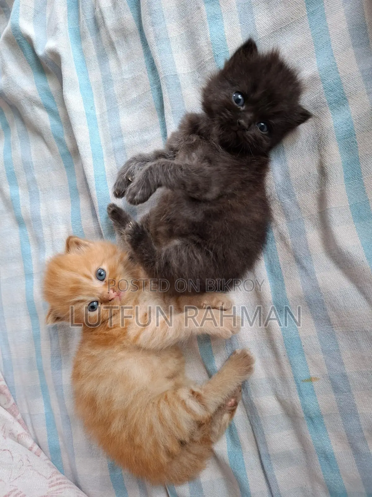 1-3 Months Male Mixed Breed Persian