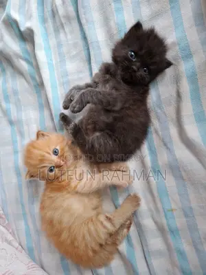 1-3 Months Male Mixed Breed Persian