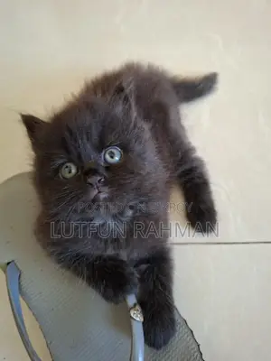 1-3 Months Male Mixed Breed Persian