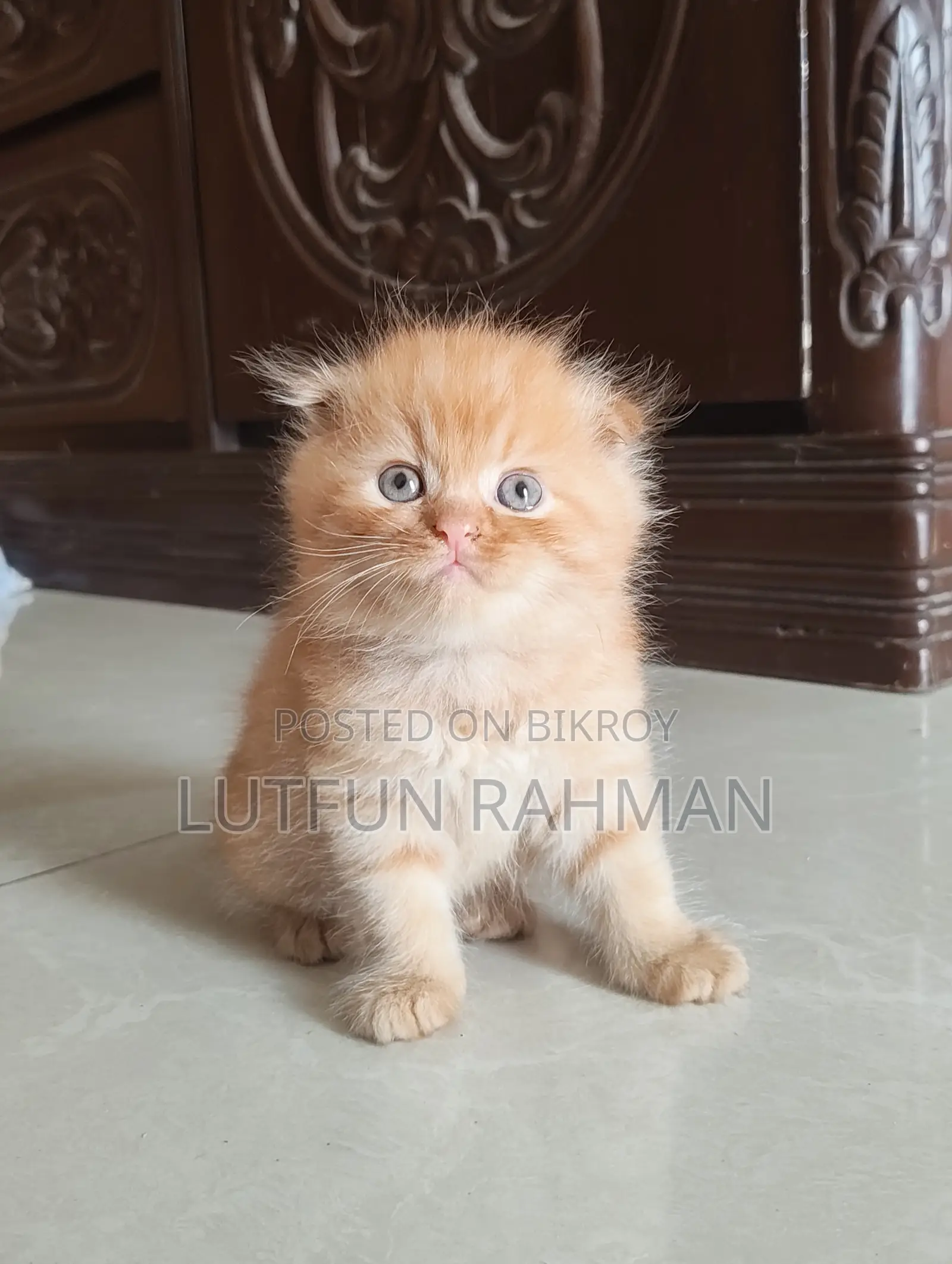 1-3 Months Male Mixed Breed Persian