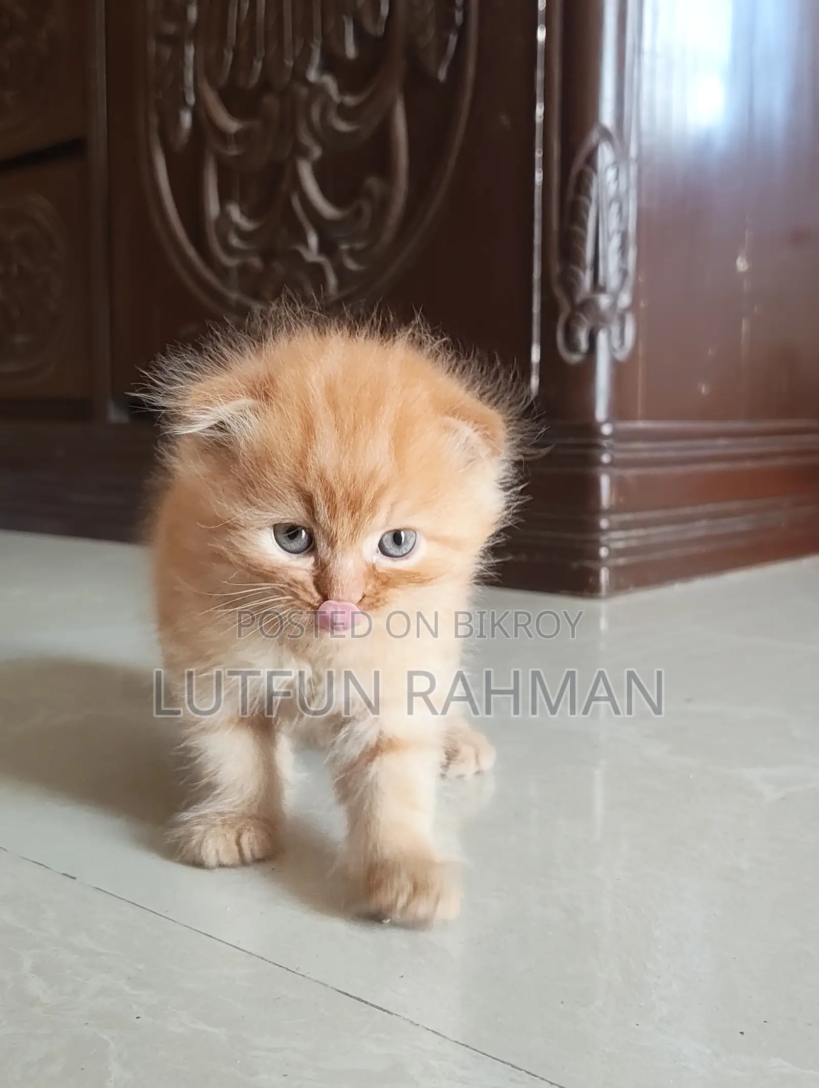 1-3 Months Male Mixed Breed Persian