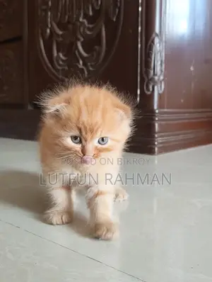1-3 Months Male Mixed Breed Persian