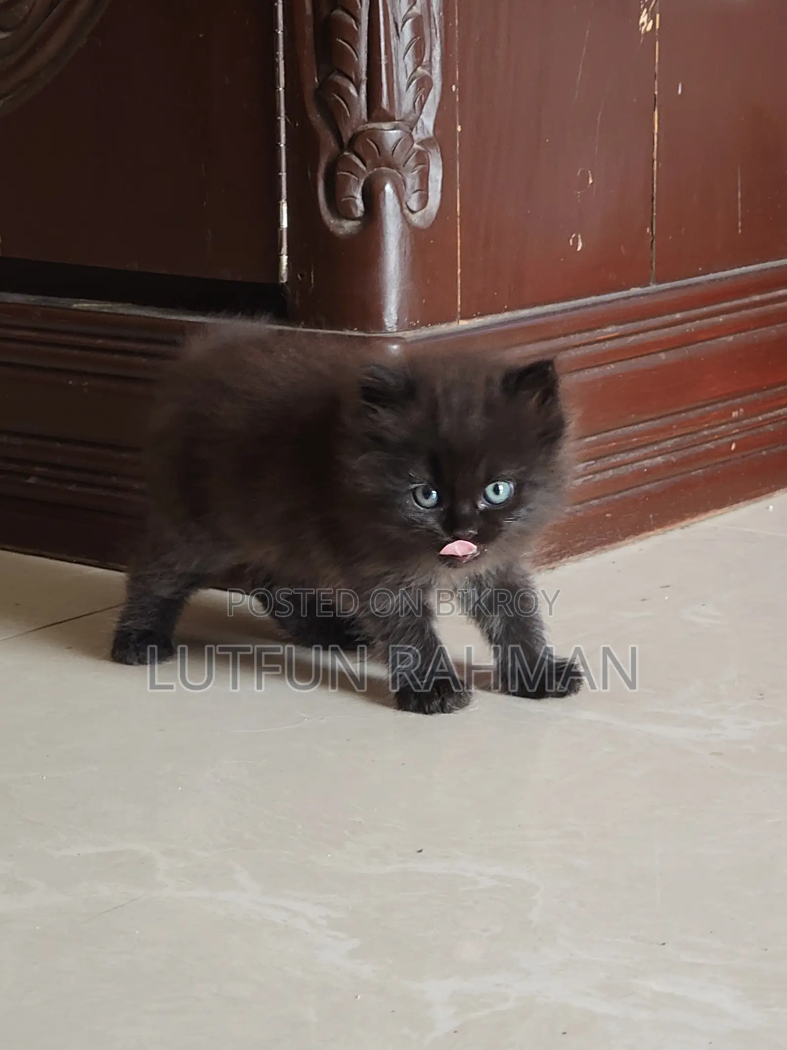 1-3 Months Male Mixed Breed Persian