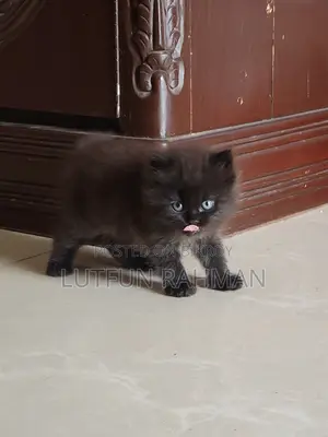 1-3 Months Male Mixed Breed Persian
