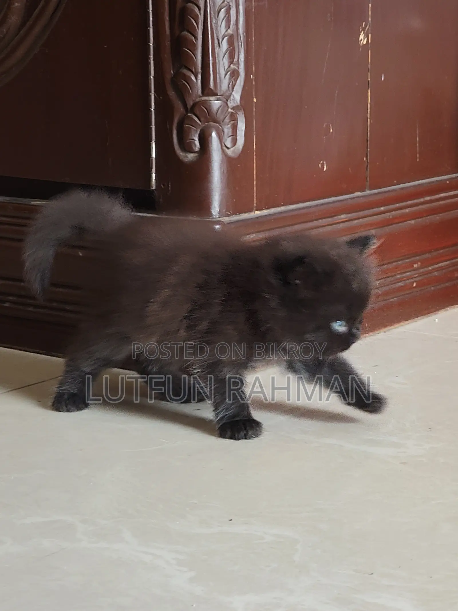 1-3 Months Male Mixed Breed Persian