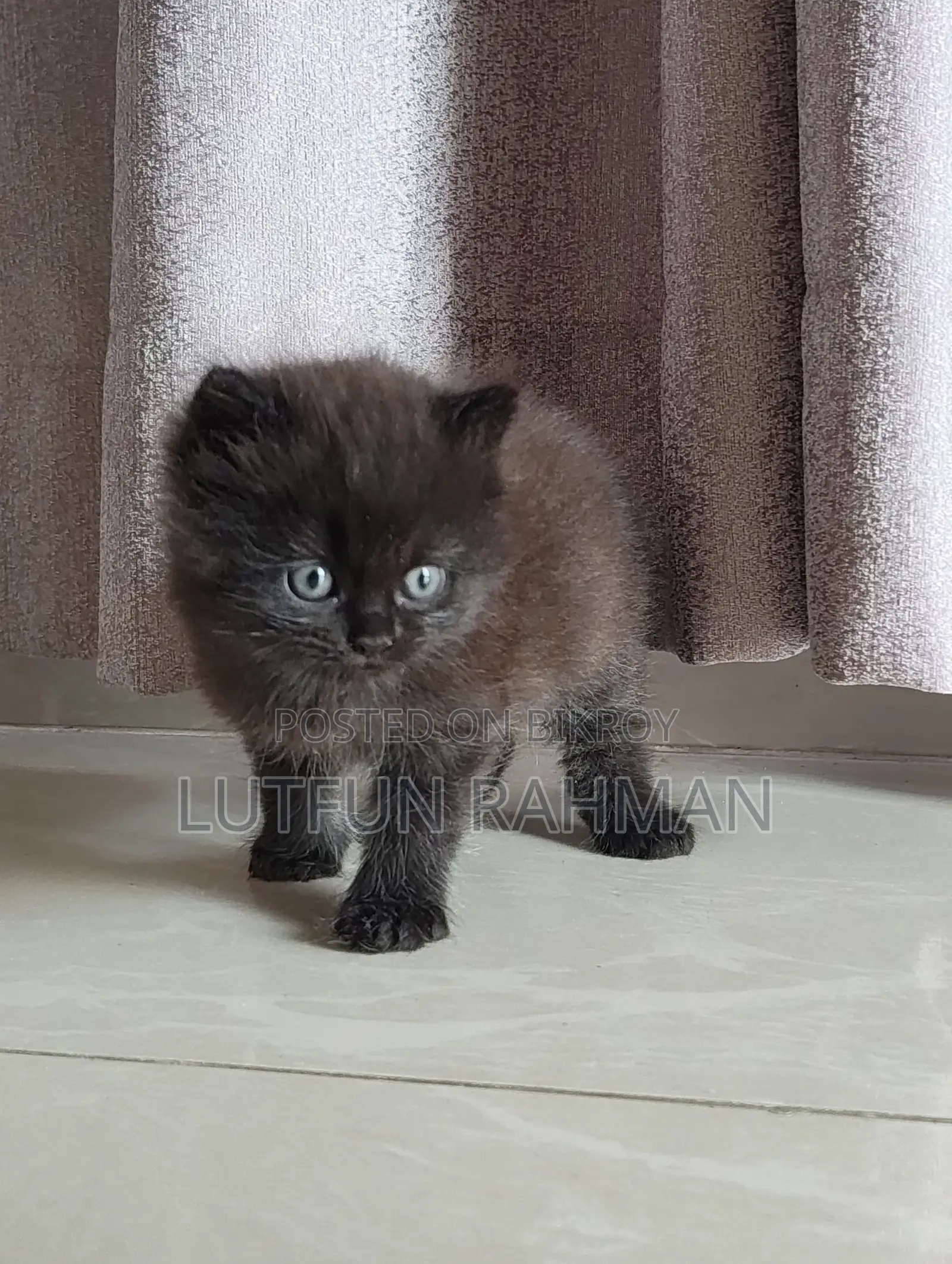 1-3 Months Male Mixed Breed Persian
