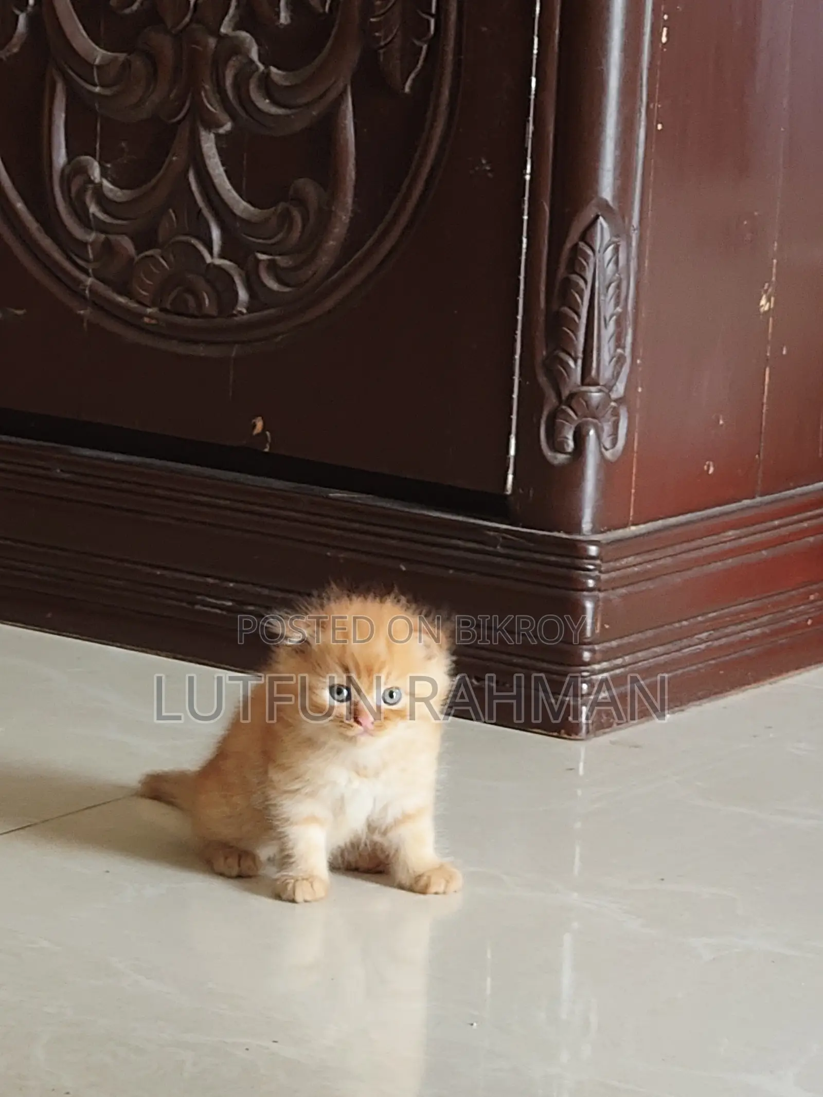 1-3 Months Male Mixed Breed Persian