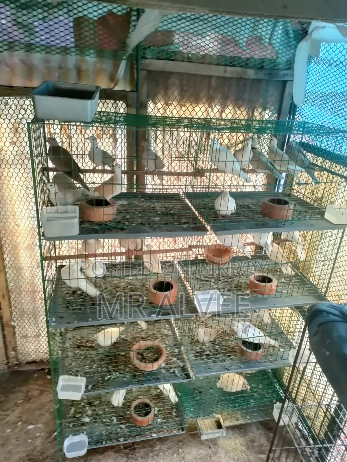 Birds with cage for sale