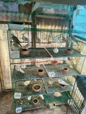 Birds with cage for sale