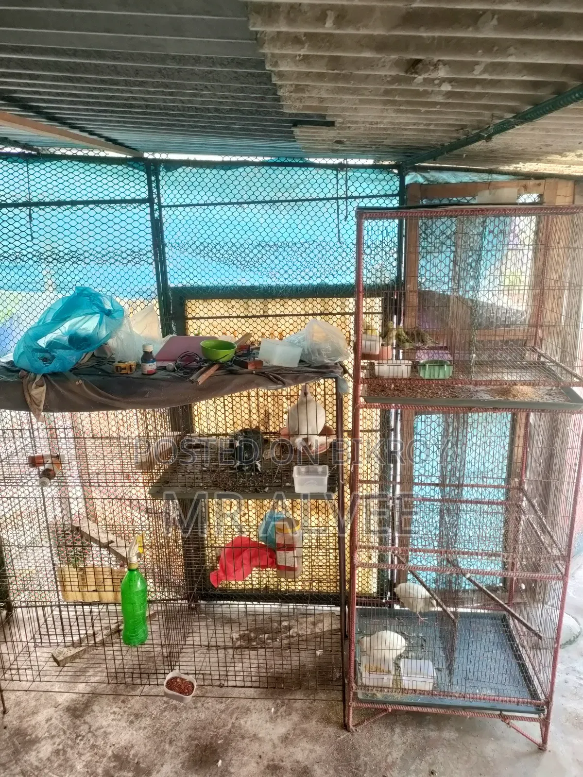 Birds with cage for sale