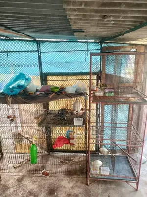 Birds with cage for sale