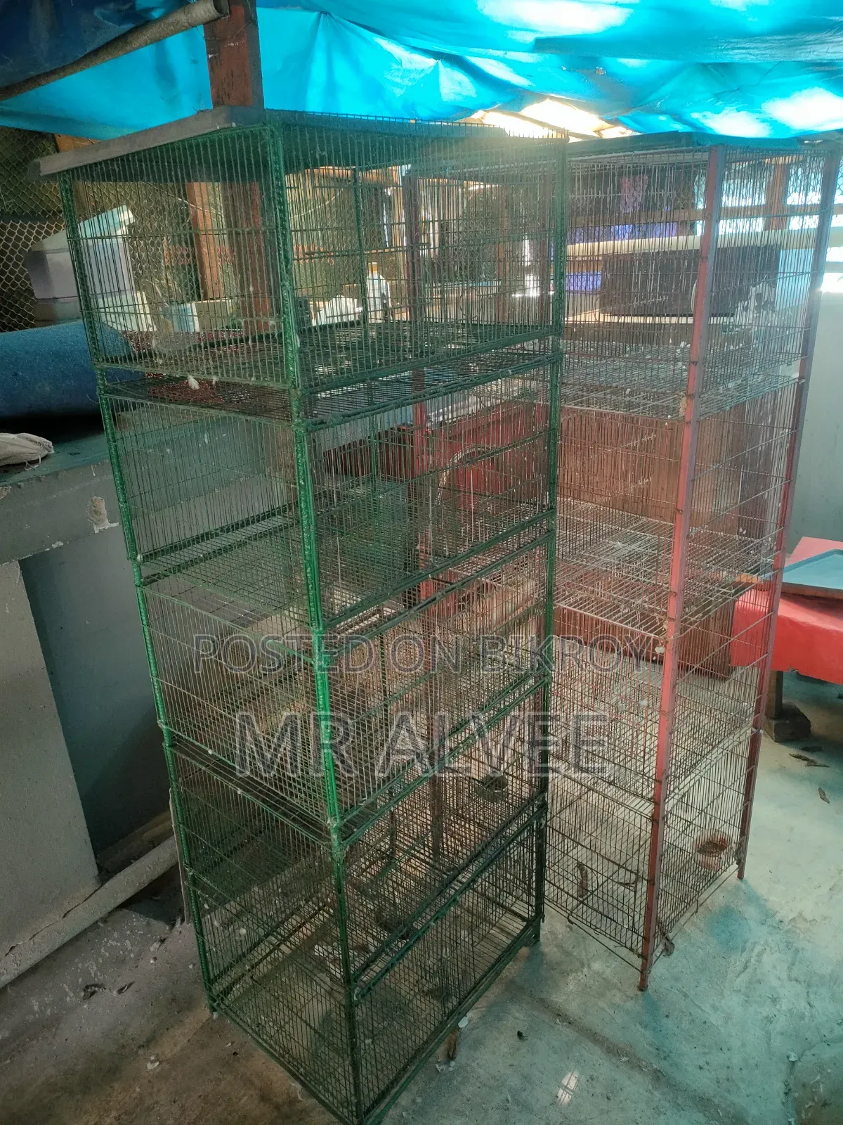 Birds with cage for sale