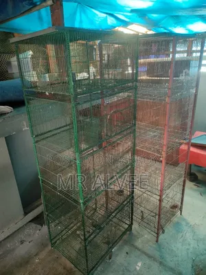 Birds with cage for sale