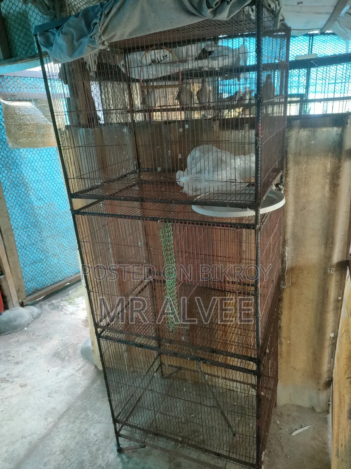 Birds with cage for sale