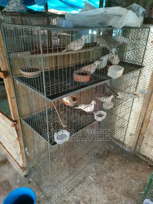 Birds with cage for sale