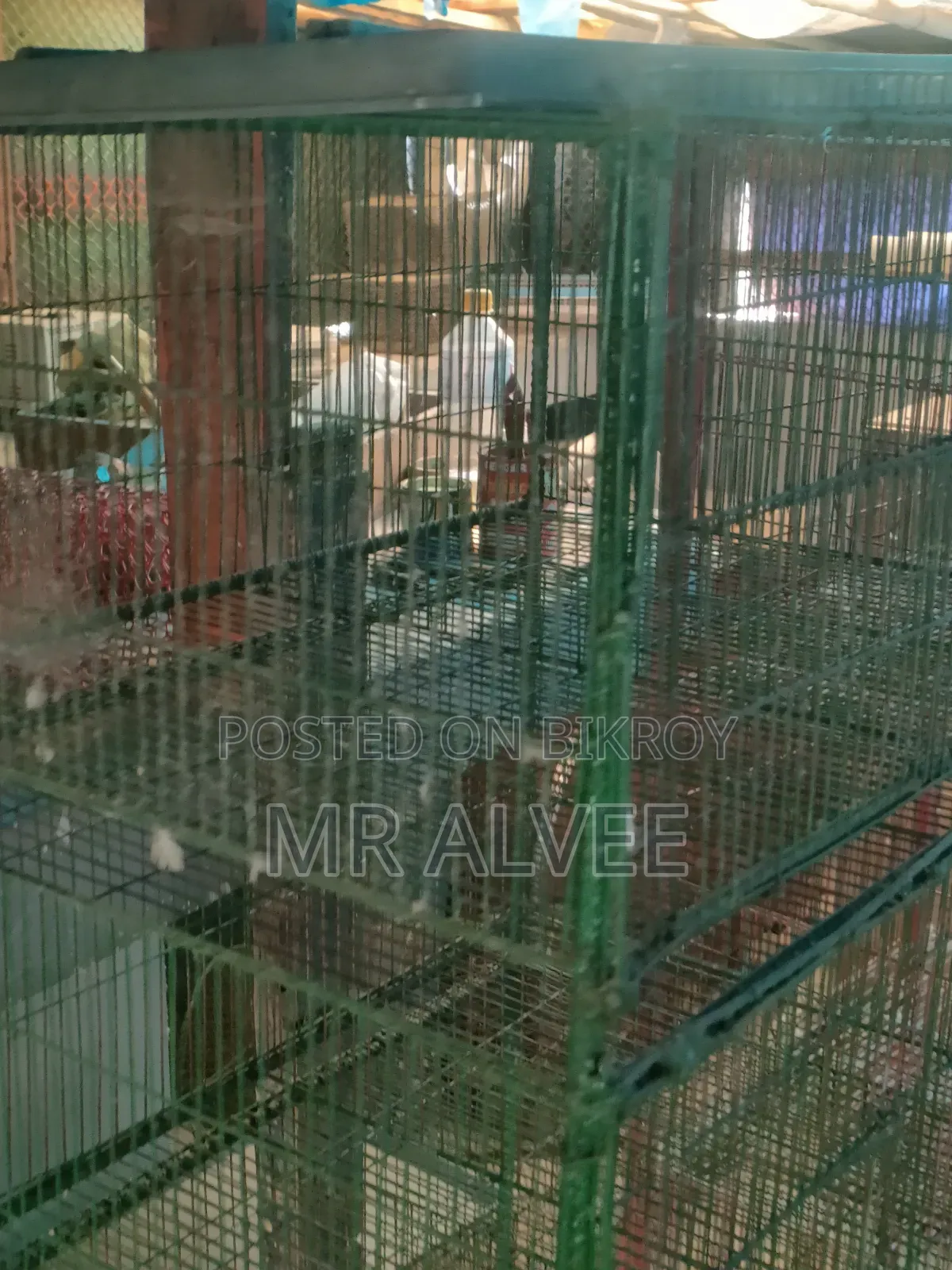 Birds with cage for sale